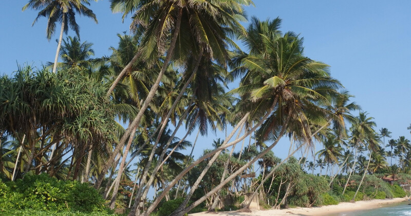 Billige rejser og flybilletter til Sri Lanka