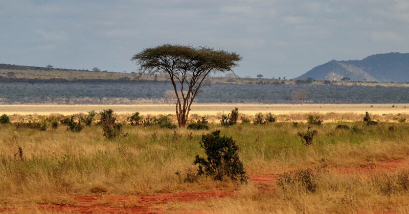 Flybilletter til Karen Blixens Kenya til kun 2872 DKK