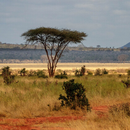 Flybilletter til Karen Blixens Kenya til kun 2960 DKK